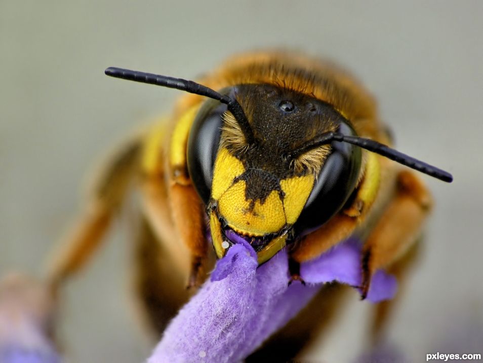 Creation of Wool carder bee: Step 1