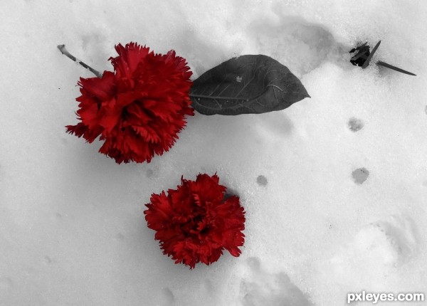 Roses in the snow