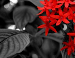 RedFlower