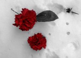 Roses in the snow