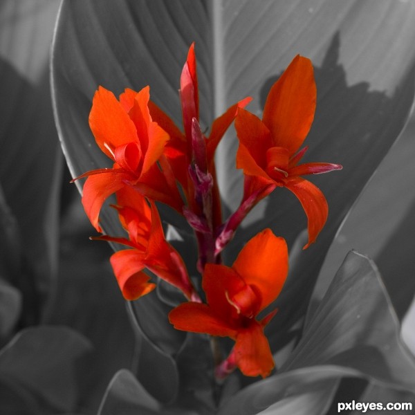 Canna Lilly