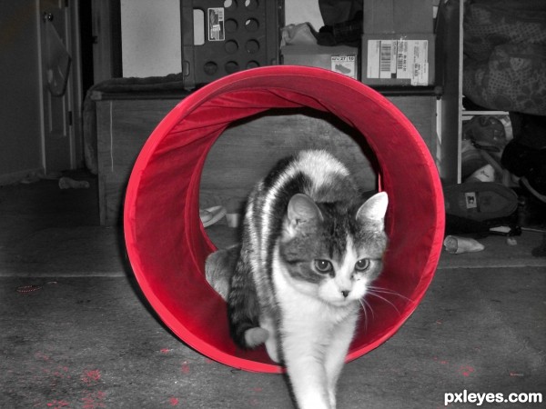 Cat Tube