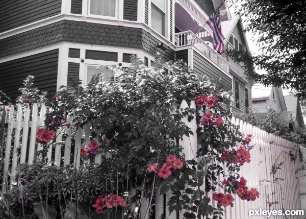 Red Bush Along Street