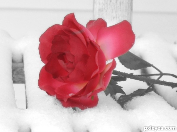 Rose in Snow