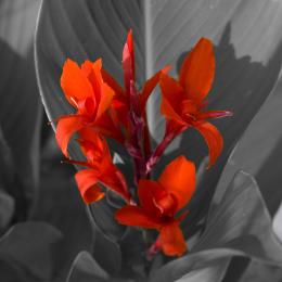 Canna Lilly