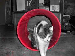 Cat Tube