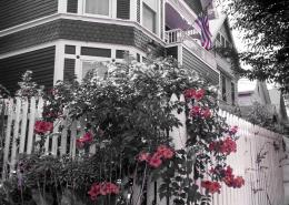 Red Bush Along Street