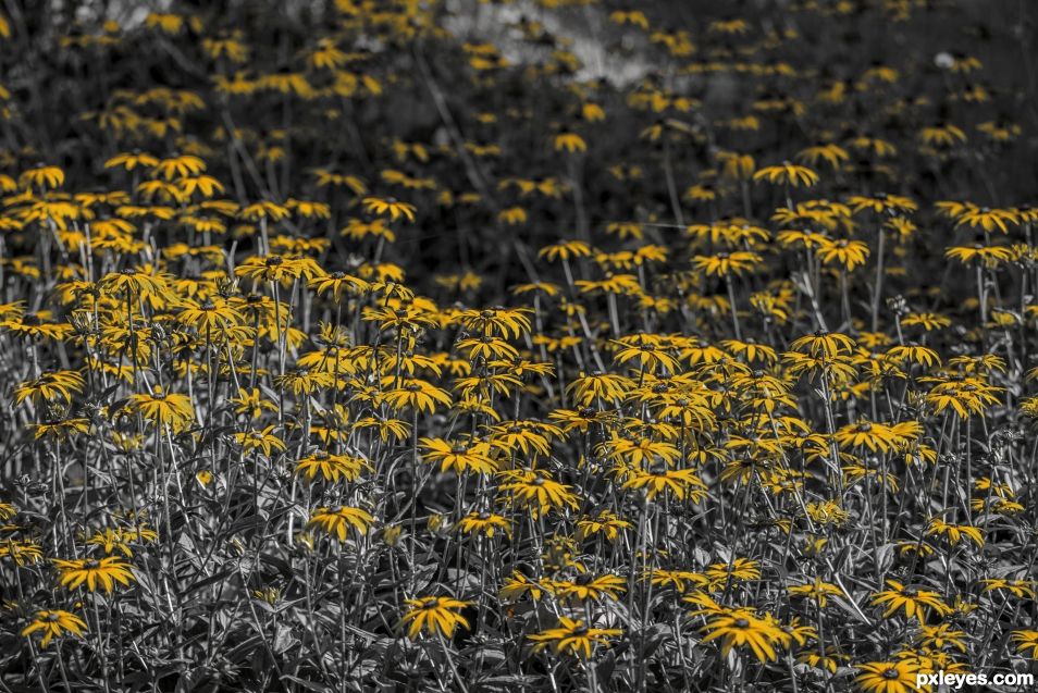 Yellow field of flowers