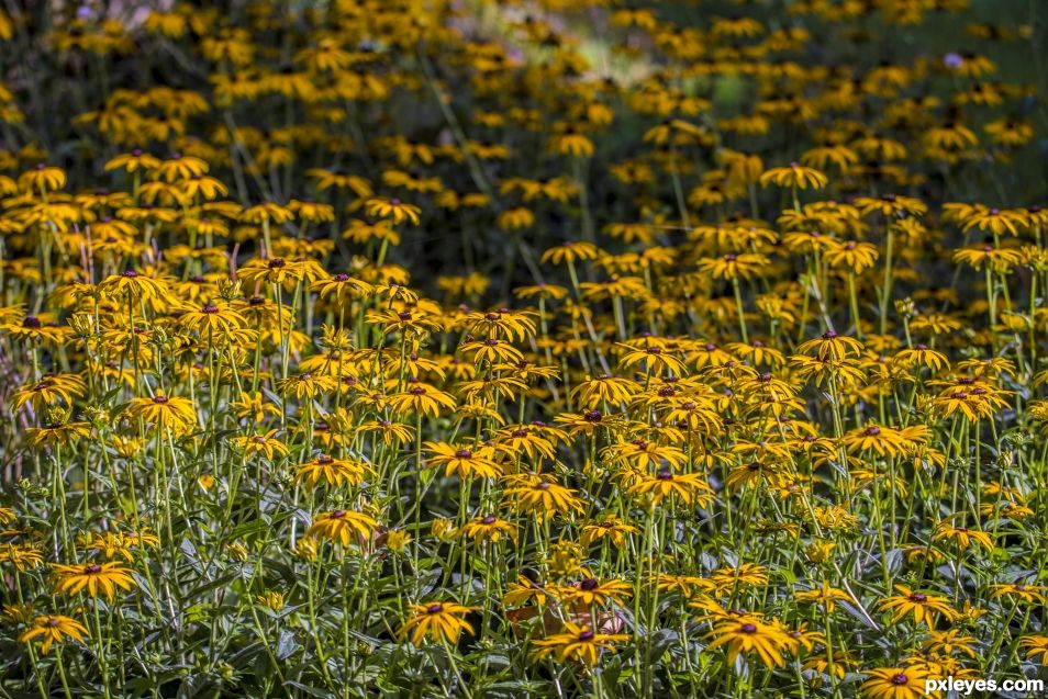 Creation of Yellow field of flowers: Step 1