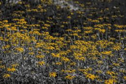 Yellow field of flowers