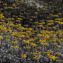 Yellowfieldofflowers