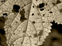 A Torn Leaf