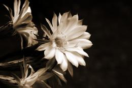 My cactus flower