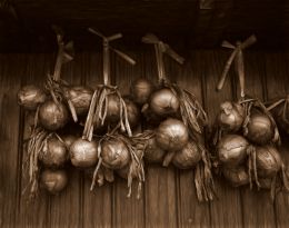 Onions in Sepia Picture