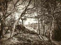 Underbrush