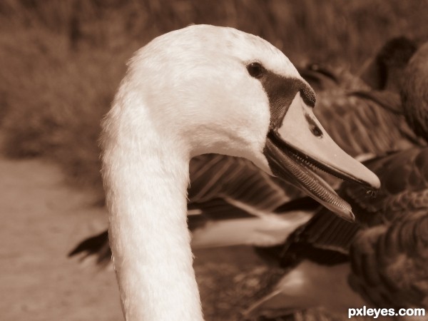 Swan