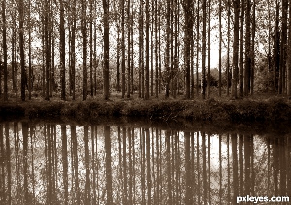 Trees Reflection