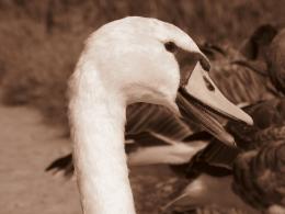 Swan