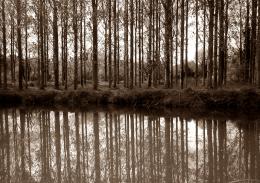 Trees Reflection