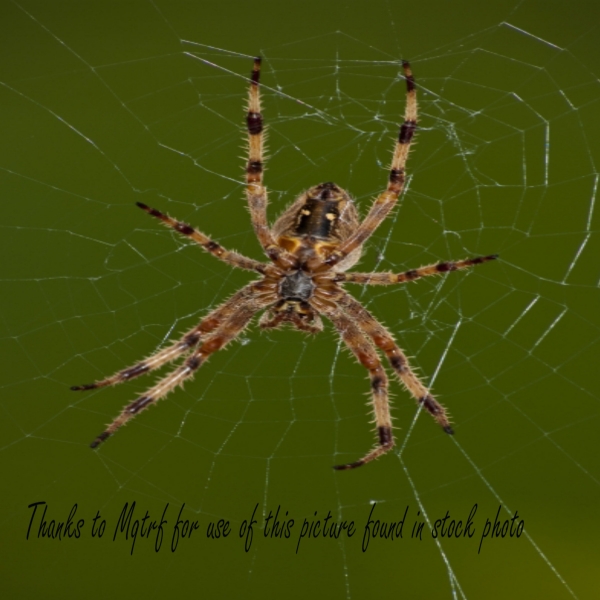 Creation of Itsy Bitsy Spider: Step 2