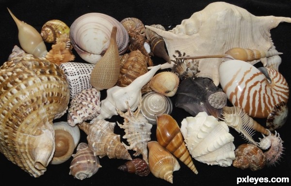 Shells