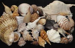 Shells