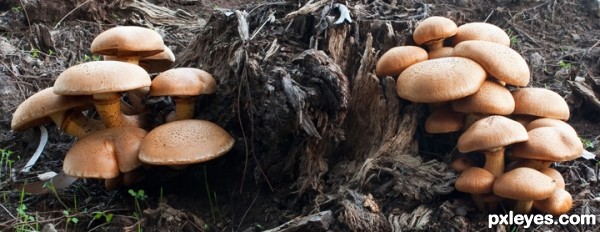 Creation of Mushroom planet moon: Step 1