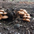 seven mushrooms photoshop contest