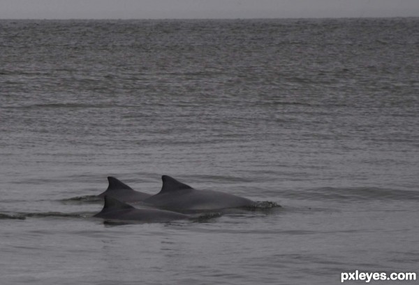 Gray sky, gray sea, gray dolphins (See SBS)