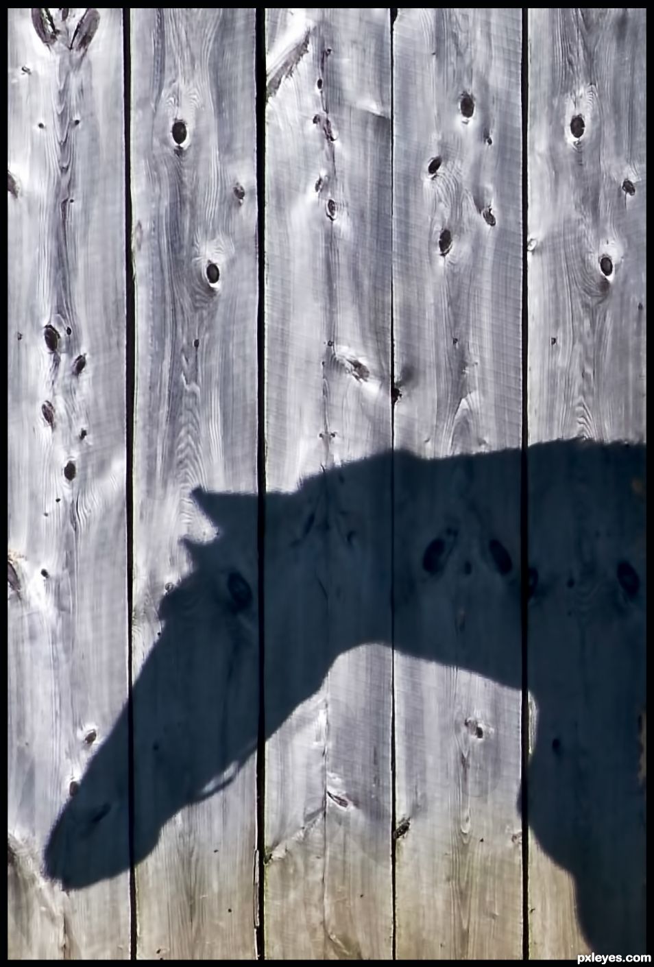 Shadow Horse