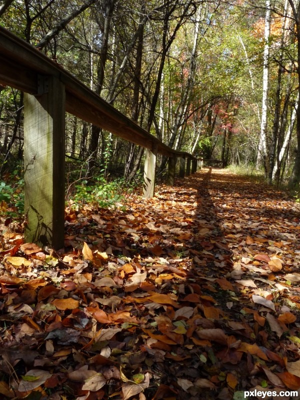 Fall Shadows