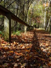 Fall Shadows