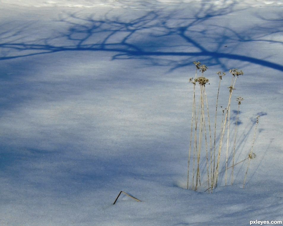 Shadow Frame on the snow