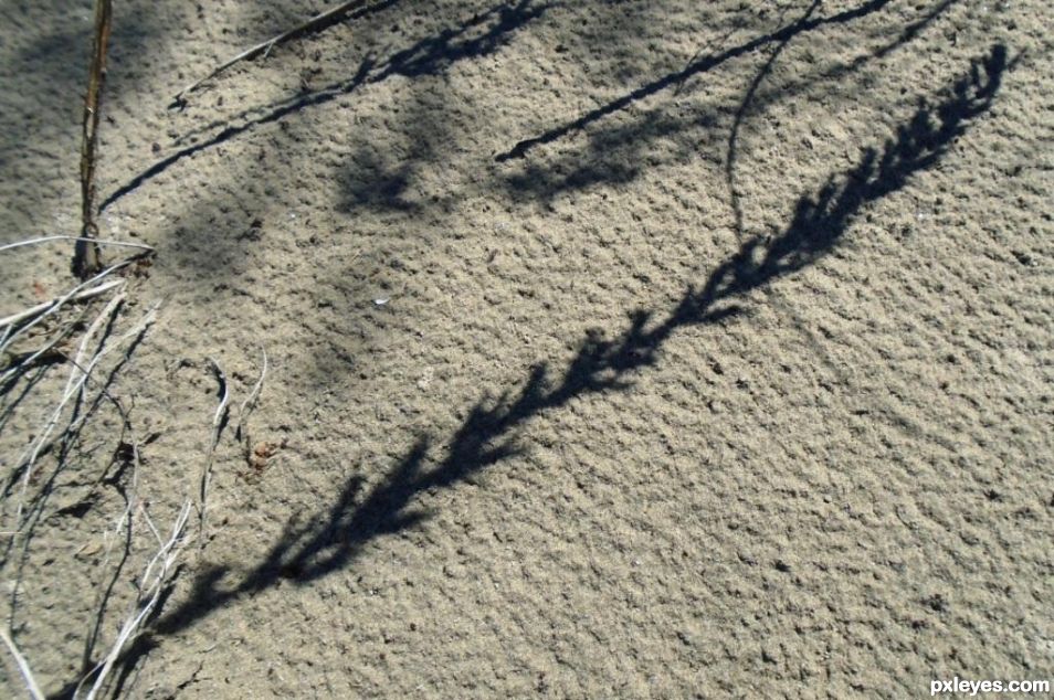 Wild Grass on the Sand