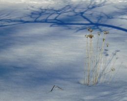 Shadow Frame on the snow