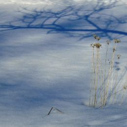 ShadowFrameonthesnow