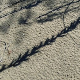 WildGrassontheSand