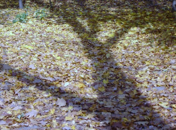 A tree full of leaves