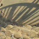 shadows photography contest