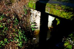 Moss
