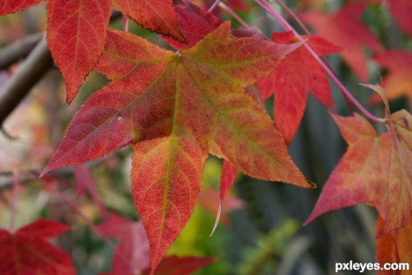 Autumn Leaves