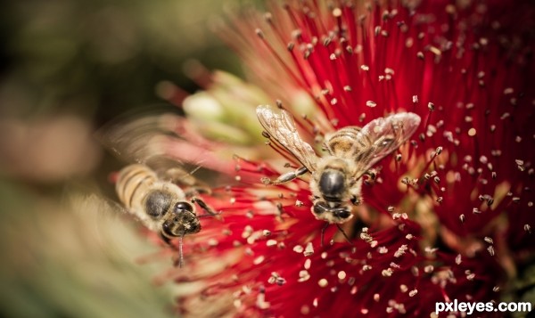 Bees & Flower