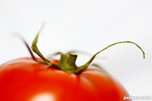 Tomato Tentacles