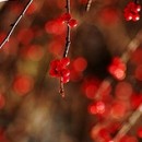 shallow DOF in red photography contest