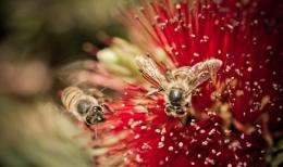 Bees & Flower