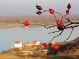 Hips over Danube