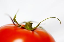 TomatoTentacles