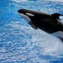 shamu photoshop contest