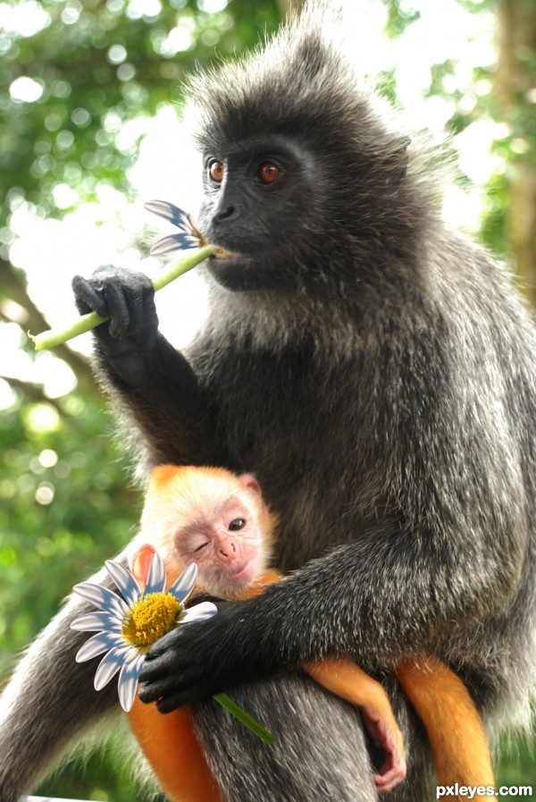monkey eat flower
