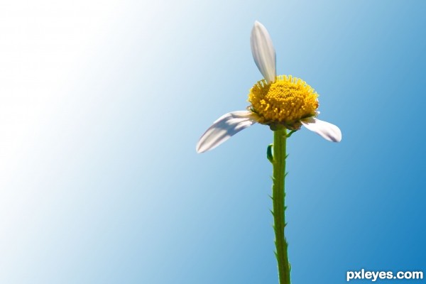 Creation of She(Ant) Loves Me(Flower) :): Step 3